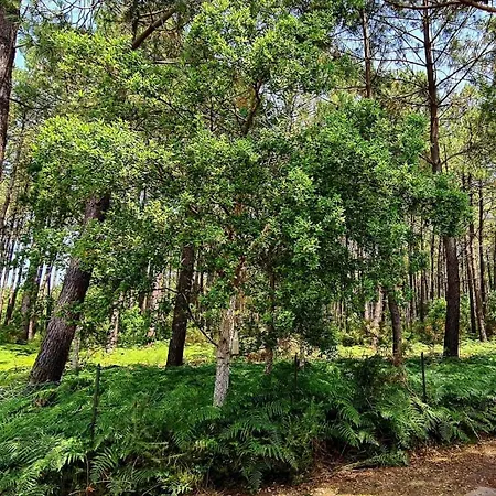 Messangeles Villa Messanges (Landes)