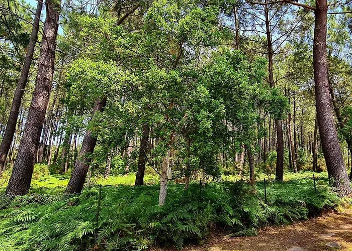 Messangeles Villa Messanges (Landes)